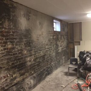 Mold Patrol: The Best Mold Remediation Companies in Greensboro